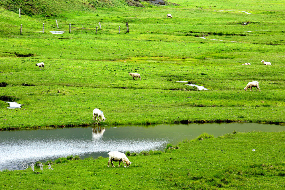 云南这里被评为全国最美地标之一，集雪域高原和大草原的美于一身