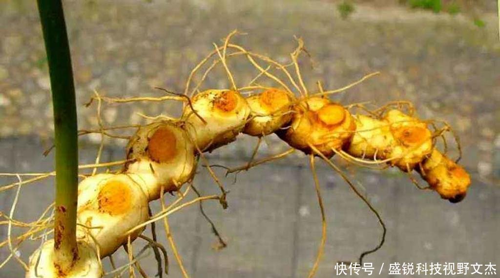  「黄精」我国一种植物野生很多，收购价格便宜卖价高，外国人想