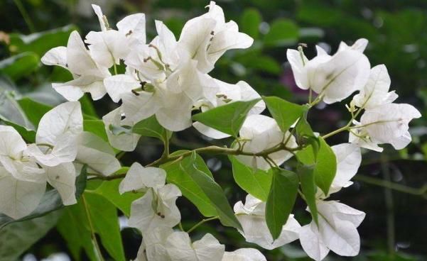  「舒适」这“3种”植物，好养易活，能净化空气，客厅养1盆，舒适又有活力