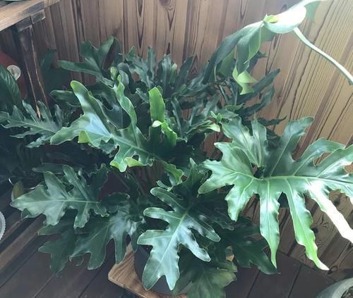  『肥太多』精心养护的盆栽春羽叶片还是有很多小黄点，接下来该怎么做