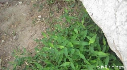  【帝王】农村1种野草，被称为“帝王草”，曾是皇家御用，如今几乎灭绝！