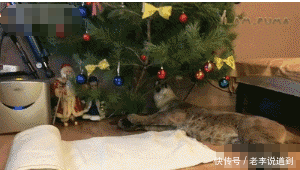 美洲狮咬坏东西被爸爸一通训斥,接着它就扑到