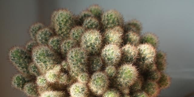  『植物』家里种上这4种盆景，还担心什么雾霾，天天都有好空气！