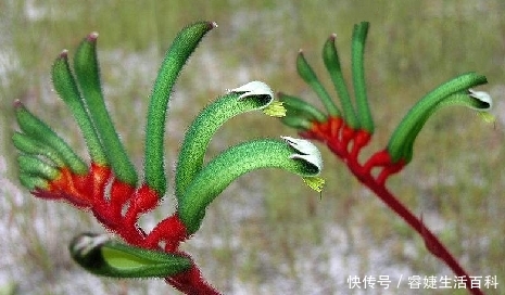  「熟知」请熟知并重视此物，它真的稀罕，很多地方都遇不到，价