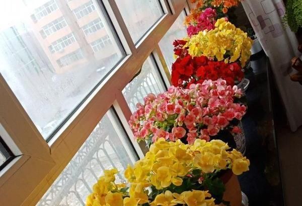  『盆栽』盆栽4种花卉植物,到5月就搬回屋,可避免叶片、花苞哗啦啦掉