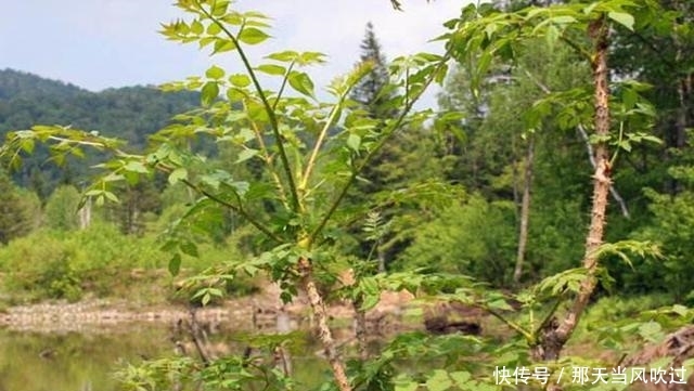 农村这种野树随处可见，过去老农看到就砍伐，却不知嫩芽卖80一斤