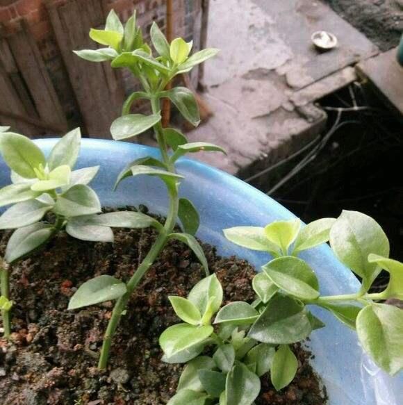  『花和叶』这4种不同的吊兰，一个枝条就能种，花和叶都漂亮，四个月长满盆