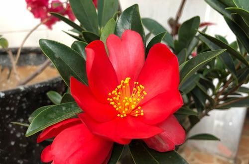  『嫁接』四季杜鹃茶花可以嫁接杜鹃吗？养护四季杜鹃红山茶需要注意什么？