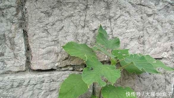 『砖缝』这植物名叫构树,繁殖能力超强,石头缝、砖缝都能长,令人讨厌