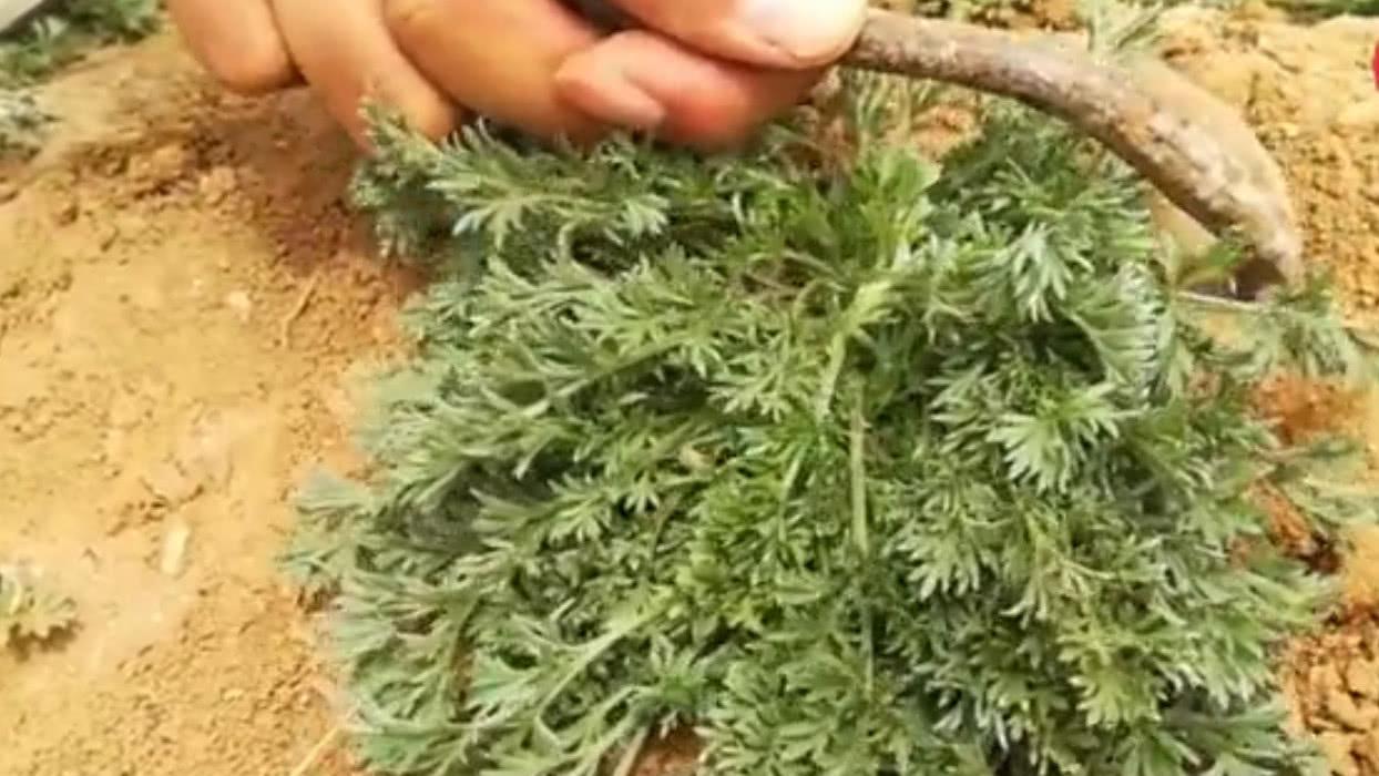 农村荒地里这种野菜，错过就要等一年，你们吃过这种野菜吗？