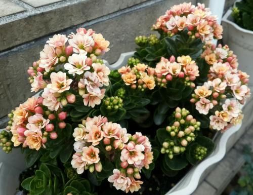 春节到过年到！寓意美好，花色鲜艳，这4种花，你家还没有吗？