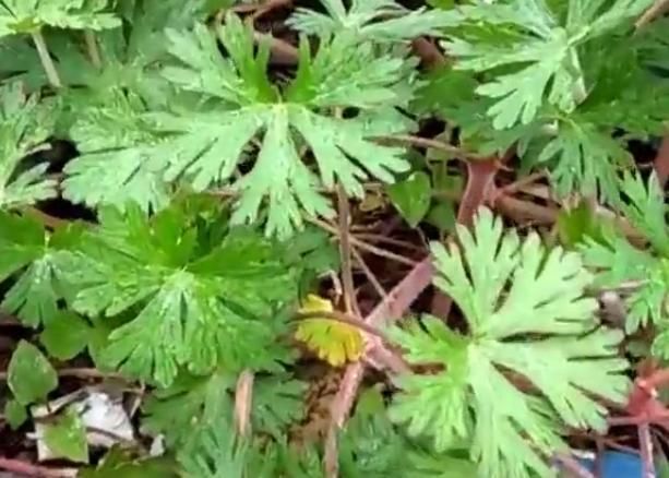  「作用」农村这野草的名字十分霸气，是药王孙思邈所赐，有活血