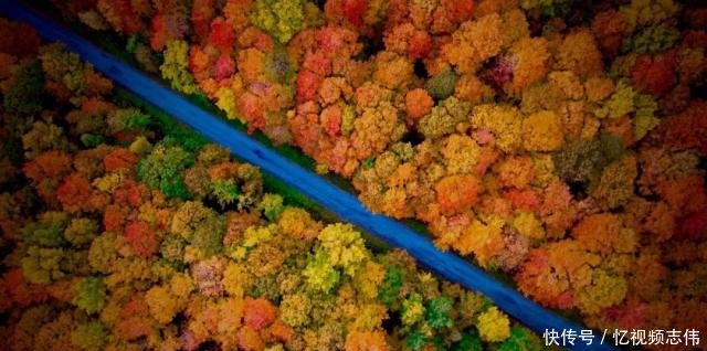 世界赏枫高阶指南｜日本与加拿大到底去哪一个