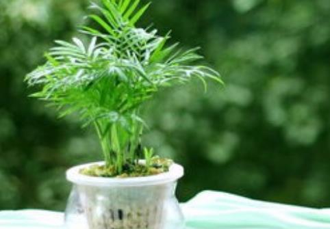 「能茁壮成长」这3种绿植可以说是天然的空气净化器,卫生间放一盆,异味都跑了