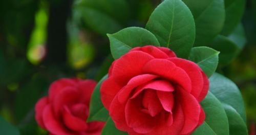 『不好』茶花总是养不好,了解这几个养护技巧,花朵开到拳头大