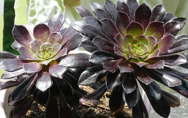  法师：教大家将法师多肉养成手捧花,方法简单学一遍就会