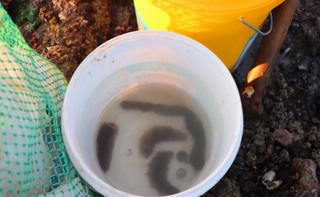 密密麻麻！烟台海边涌来了一批“怪虾”绵延上百米......