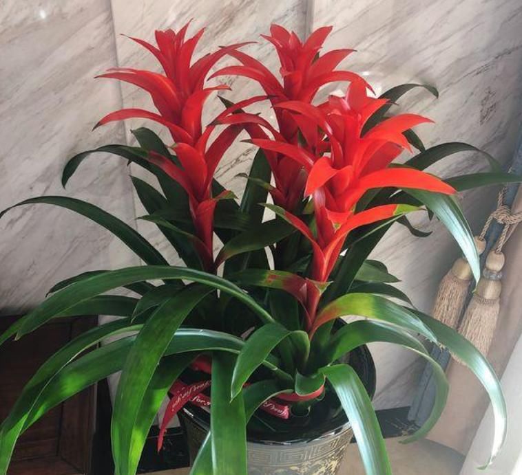  [长寿花]现在就养4种花，越冷开花“越旺”，开成小花园，懒人也养的好