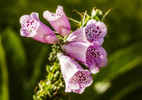  「长春花」这5款皮实耐旱花，养在小院，开花一茬一茬，花姿优雅多态，超美