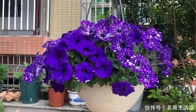 『爆花』开败的矮牵牛,剃头15天又爆花,剪下来的枝条再扦插,1盆变100盆