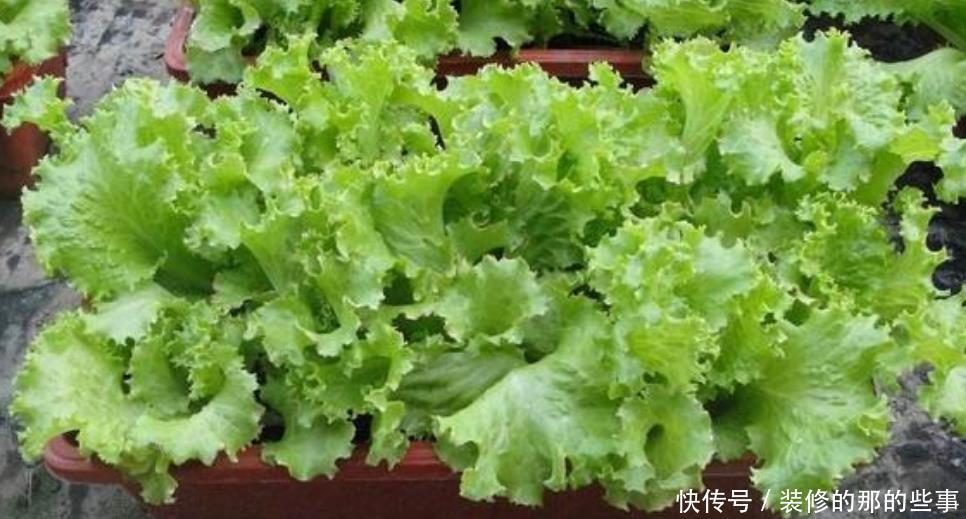  『适合』春天最适合阳台种植“4种菜”，结果快，收菜多，不用出门买菜！