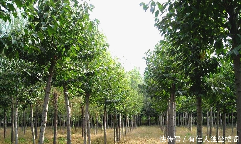 农村爷爷不种庄稼改种树，光卖树皮年利润几十万，啥树皮那么值钱