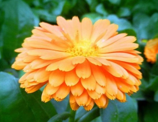  【金盏】喜欢菊花，不如养盆“菊中珍品” 金盏菊，似彩蝶飞舞，万道彩霞