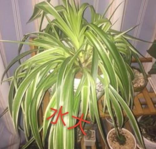  懒人：懒人耐阴植物金边吊兰养护繁茂有垂掉枝的技巧，有哪些注意事项
