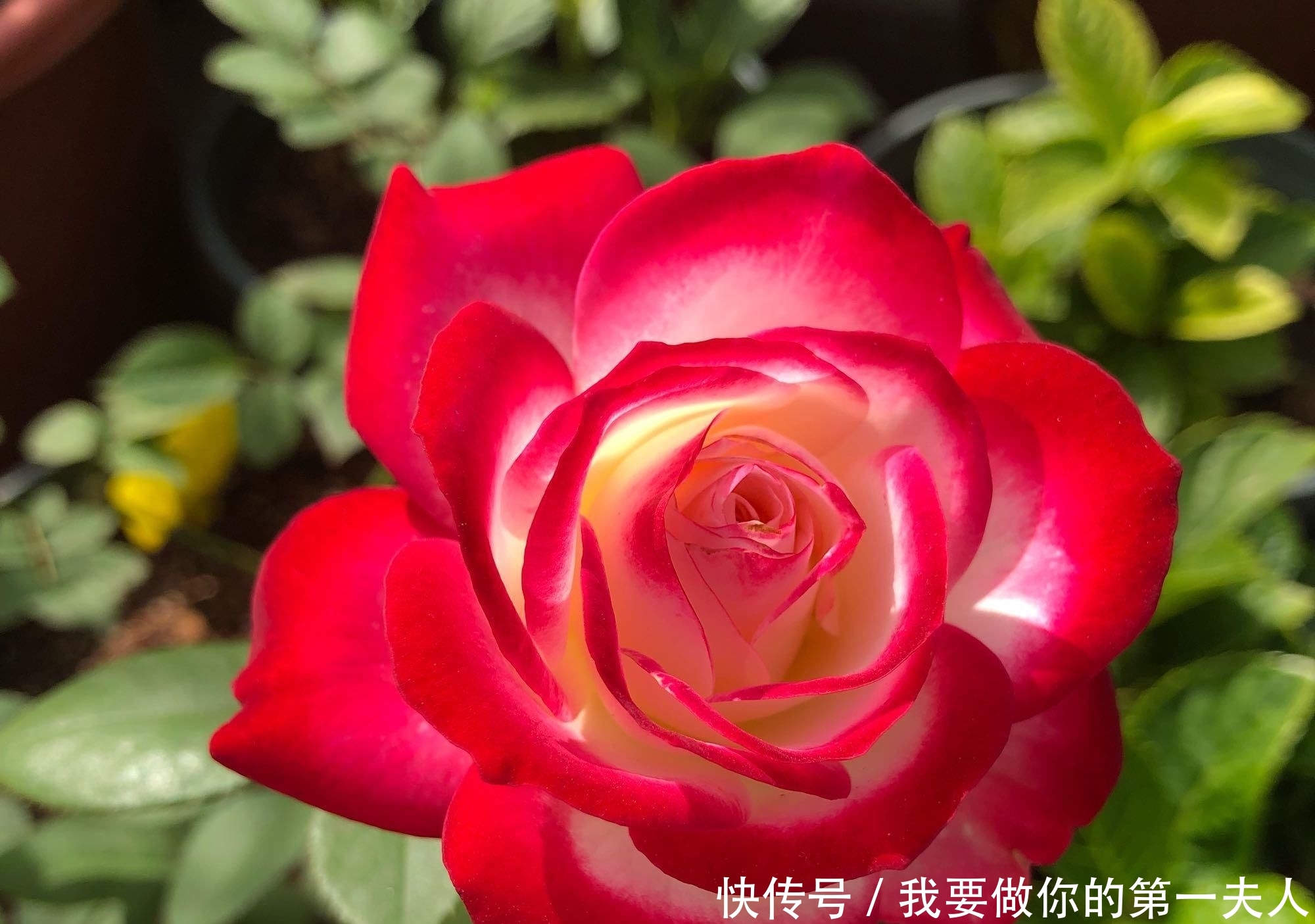  值得：一年四季开花,美丽若玫瑰,好养易活,这款盆栽绿植,很值得栽培