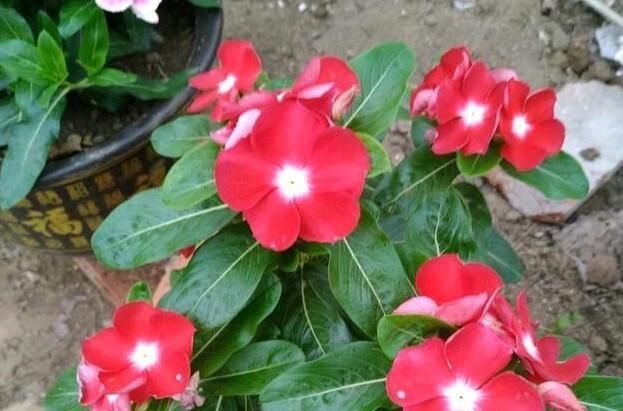  『枝繁叶茂』养四季梅这样修剪一下，开花多四倍，枝繁叶茂，一盆种出很多盆