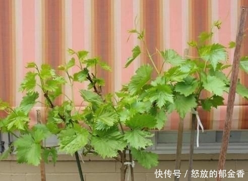 『记住』阳台如何种葡萄?记住4点,果子数量多,一串串挂满了,好吃好看