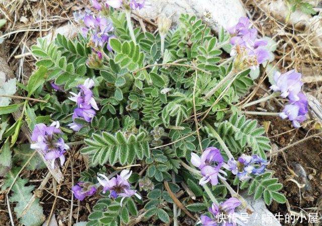  『种植物』河边的1种野草，和岩黄连一样矮，被称为“米口袋”，营养价值高