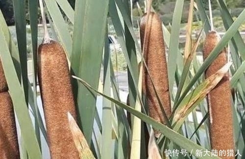 『杂草』“奇特”的1种杂草,被称为“香蒲”,生长在河边,其实很珍贵!