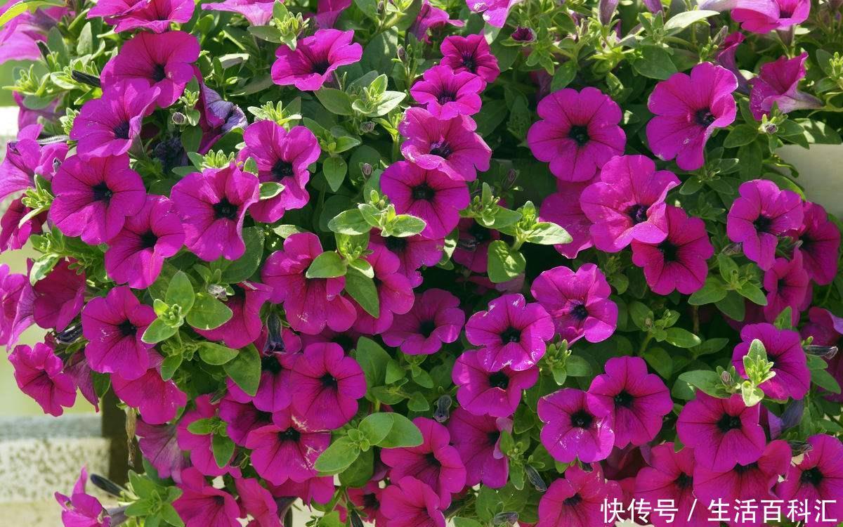 『夏季』夏季喜欢在家中养护花卉,就选择3种花卉,花色艳丽,花期长