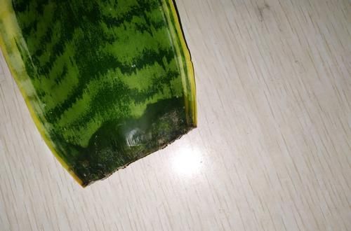  #虎皮#虎皮兰叶片扦插不生根？勤快惹的祸，掌握扦插时机虎皮兰快速生根