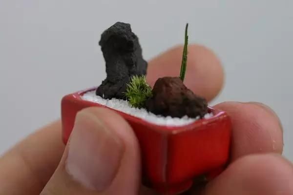  「极豆」治愈系的极豆盆栽