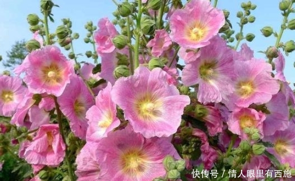 上长■夏天养花,选这四种正合适,越晒越开花,蹭蹭往上长,简直美翻了
