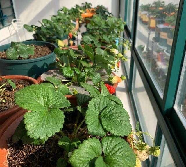  特别@盆栽草莓可以淋雨吗?做对了,果子多一串串,红彤彤特别甜