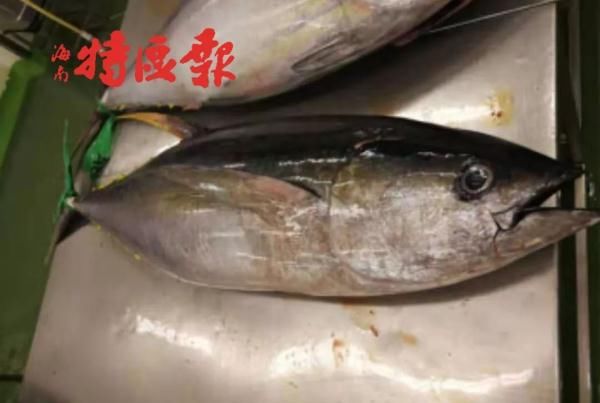 三亚渔民抓到一条鱼，有人出价92888元！它稀奇在哪？