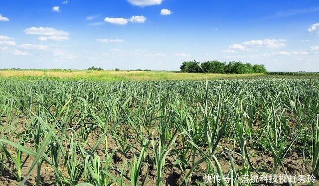  [小伙]农村小伙巧用“农业经”，8个月赚36万，看他做了啥