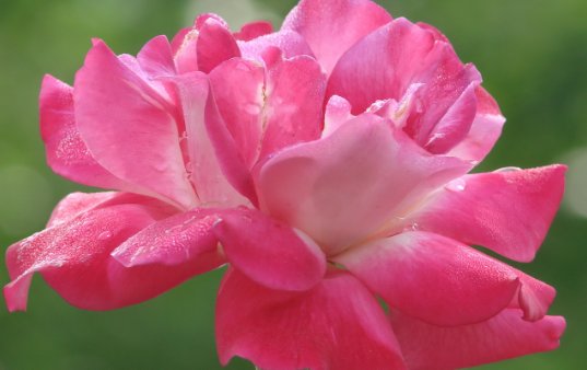 「不妨」养花不妨试试这些花草,好养易爆盆,放在客厅散发阵阵清香
