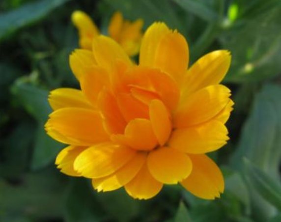  【金盏】喜欢菊花，不如养盆“菊中珍品” 金盏菊，似彩蝶飞舞，万道彩霞