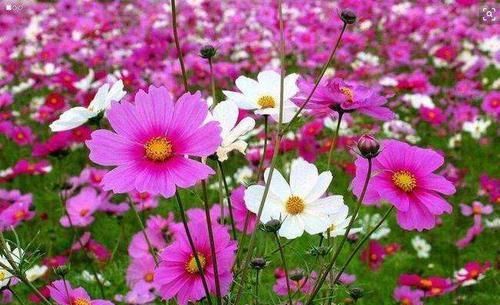  『著特点』带你认识“8种菊花”，个个花期多变，美丽好养，您都见过吗