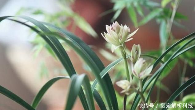  『冬季』冬季室内养兰花，重点在于“它”，做好就能长旺开花