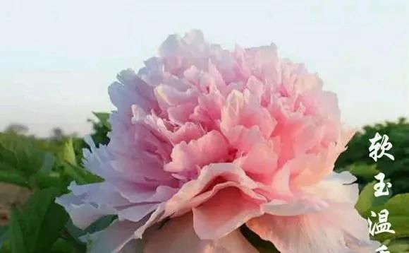  『牡丹』芍药和牡丹的区别图,看懂图就能轻松区分出来!
