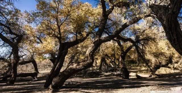 大美新疆，上眼胡杨