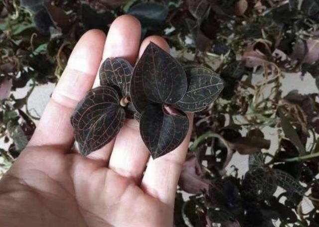  【种植物】“1种草”个头小，价值堪比“人参”，如今想挖不好找，别忽视！
