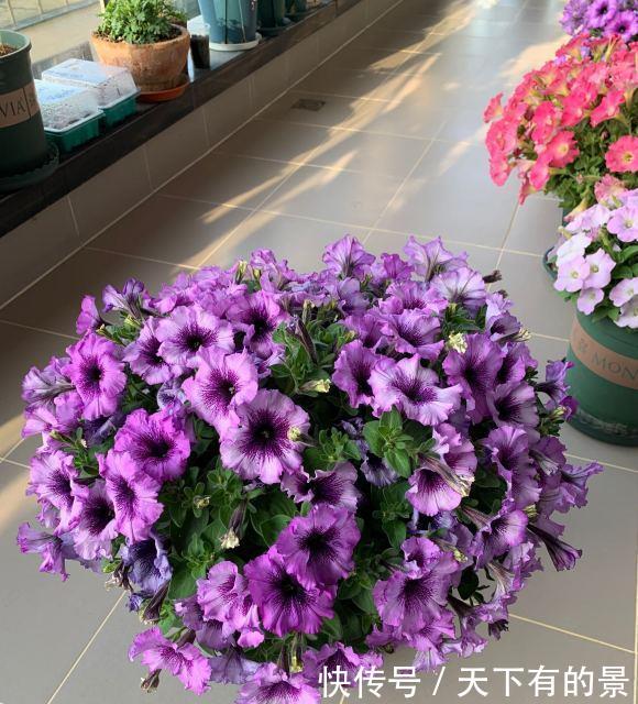  「花芽」矮牵牛进入“分化期”，盆里撒点肥，花芽蹿一蹿，花期开的久