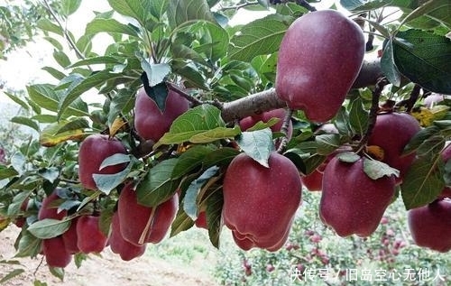  【花牛苹果】上半年10元一斤供不应求，现3毛烂大街，产地堆成山