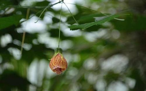  『蔓性风铃花』这种爬藤花一年四季都挂满小灯笼，你家有吗？